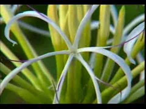 Jin Bui Nyi Lie Khoi Ngai ( Hakka Love Song ) Jin Bui Nyi Lie Khoi Ngai ( Hakka Love Song )