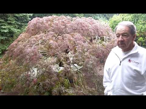 how to care for an evergreen tree