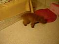Caniche video