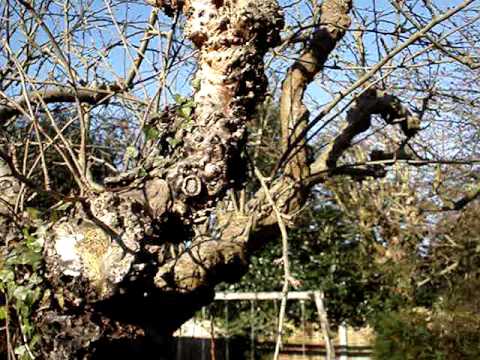 how to prune an apple tree video