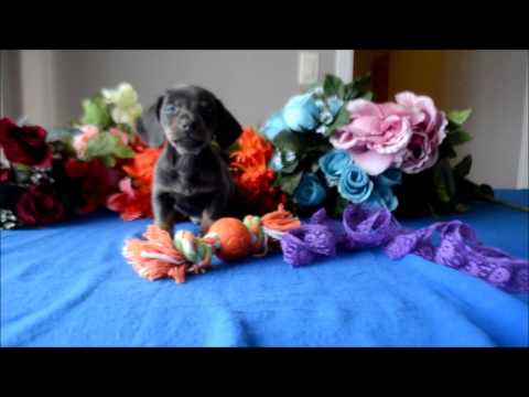 Tanner AKC Blue Tan Male Miniature Dachshund Puppy for sale