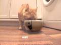 How to Untangle Headphones Using a Cat How to Untangle Headphones Using a Cat