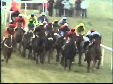 cheltenham race