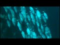 Experience Philippines, Experience Diving Experience Philippines, Experience Diving