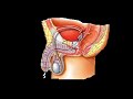 anatomia do aparelho reprodutor
