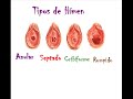 anatomia do aparelho reprodutor