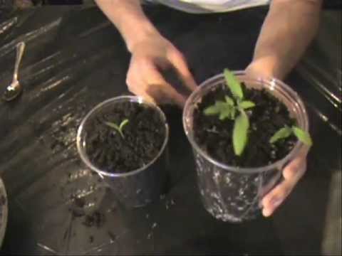 how to replant tomato plants