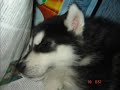 My Siberian Husky Pupy My Siberian Husky Pupy