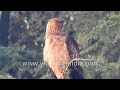 Tawny Eagle watches from a deodar tree perch in the forest