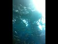 Celebrating Thanksgiving at the largest Aquarium in the wor