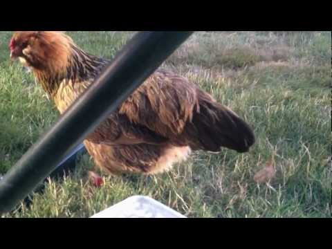 how to relieve egg bound chicken