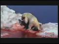 polar bear vs walrus