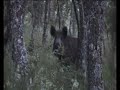 jabali, piara