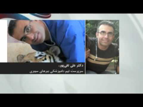 معدوم شدن 14 شیر باغ وحش تهران