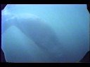 Diving with the Crystal River Manatees Diving with the Crystal River Manatees