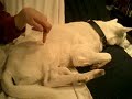 Kishu - Lifts a leg