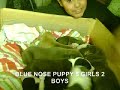 Blue Beary Blues Nose Puppies 4 Sale 3weeks Old 7PUPS 5Gs 2B
