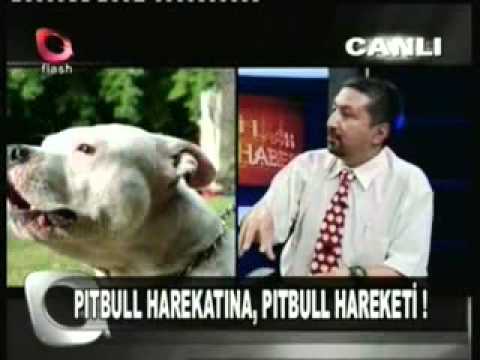 PİTBULLAR