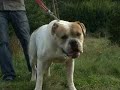 CanineDogProject
