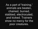 Circuses Abuse Animals! View Video