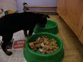 Abby - Prague Ratter