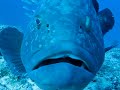 Dive 24-7 Dusky Grouper Tenerife