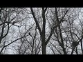 Bald Eagles protect nest
