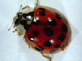 Ladybug takes a bath