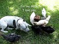 pit bull   chicks  4 months later  so funny!*love me tender*