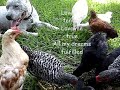 pit bull   chicks  4 months later  so funny!*love me tender*