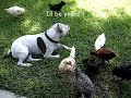 pit bull   chicks  4 months later  so funny!*love me tender*