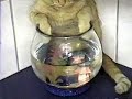 Squirt the Cat Beer Box & Fishbowl Kitty Squirt the Cat Beer Box & Fishbowl Kitty