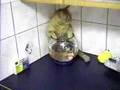 Squirt the Cat Beer Box & Fishbowl Kitty