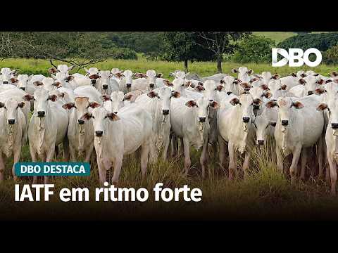  IATF ganha força e mercado pode crescer até 20% em 2026