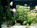 Aquario Discus 525 Litros 