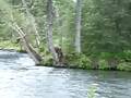 russian river bears