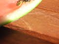 bee-movie-honey-was-hardest-to-animate.html