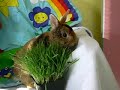Baby Beethoven Bunny