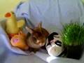 Baby Beethoven Bunny