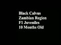 Black Calvus Juvies Zambian