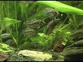 Black Calvus Juvies Zambian