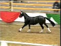 Riccio