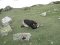 Elbrus 5