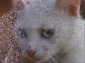 Gatti Albini