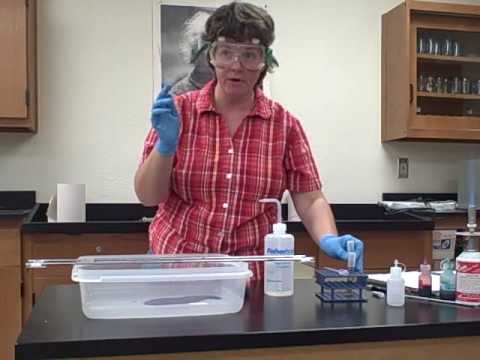 how to perform endospore stain