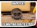 Happy Cat (Frank the cat) Tribute Happy Cat (Frank the cat) Tribute