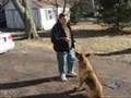 Dog Training - Use The Premack Principle For Dog Training