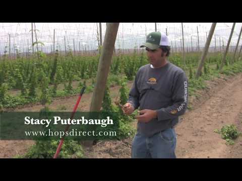 Hops TV, Episode1: Planting Hops