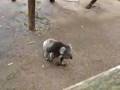 videos de Koara