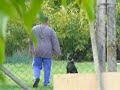 CAMPARI CASA DI ZORZZI - First OBEDIENCE training for IPO-1 CAMPARI CASA DI ZORZZI - First OBEDIENCE training for IPO-1